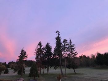 Trees on field against sky at sunset