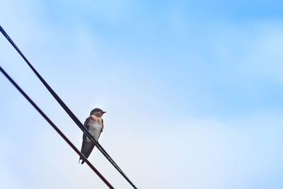 Low angle view of bird perching on cable against sky