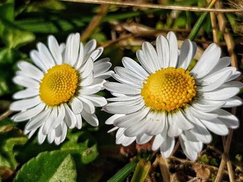 Close-up of white flowering plant on field