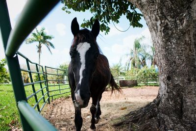 Horse standing in a field