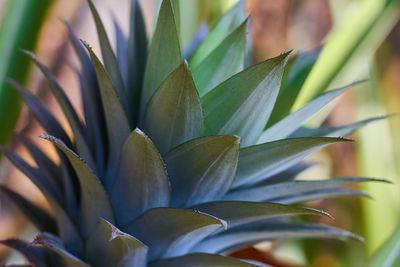 Low angle view of pineapple plant