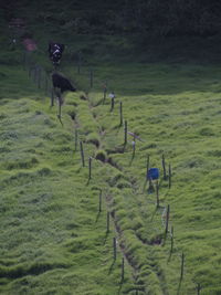 Birds running on field