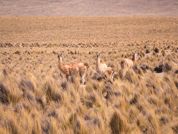 Flock of vicuñas in a field