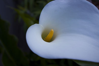 Close-up of white flower blooming outdoors