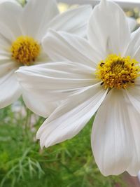 Close-up of white daisy flower