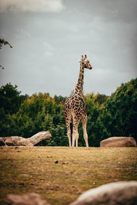 Giraffe standing on field against sky