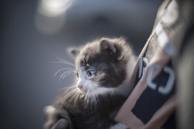 Close-up of cat looking away