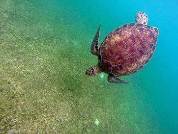 High angle view of a turtle underwater