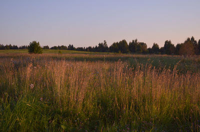 Scenic view of field against clear sky