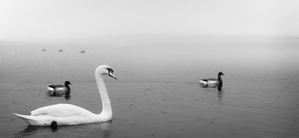 Swans swimming in lake