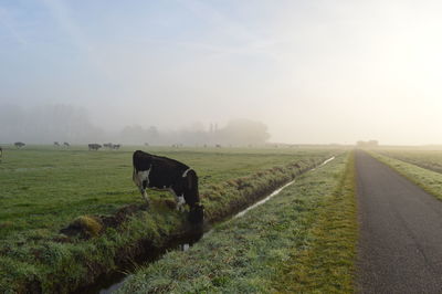 Horses in a field