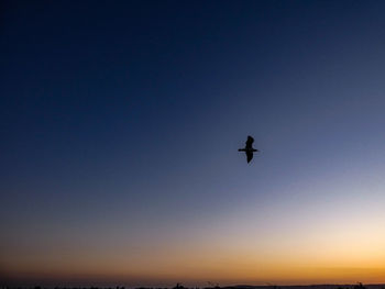 Low angle view of silhouette bird flying in sky