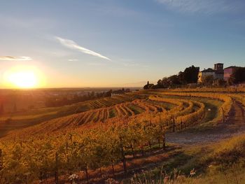 Scenic view of sunset at vineyard against sky