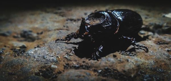 Close-up of insect on rock