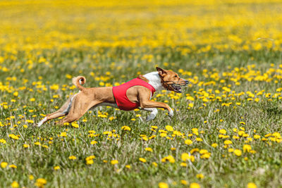 Basenji dog running in red jacket on coursing field at competition in summer