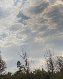 Low angle view of silhouette trees against sky