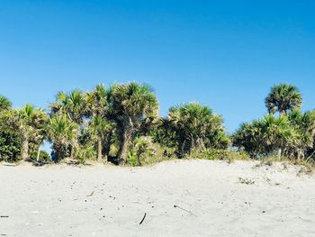 Palm trees on sand dune