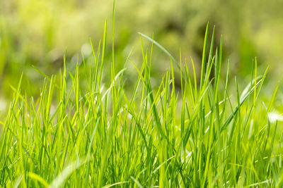 Fresh green juicy young grass on a blurred background in the sun.