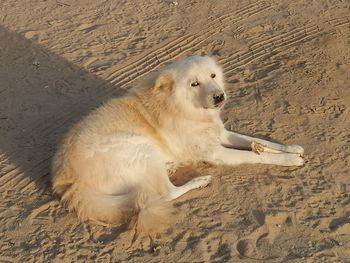 High angle view of dog sitting on sand