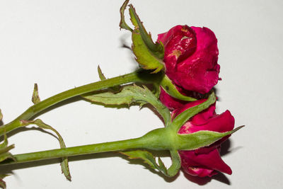 Close-up of red rose over white background