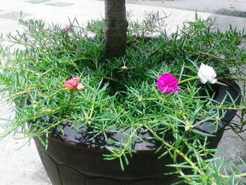 Close-up of pink flowers