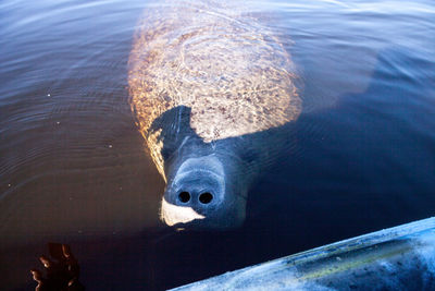 Friendly west indian manatee trichechus manatus floats near a kayak in southern florida.