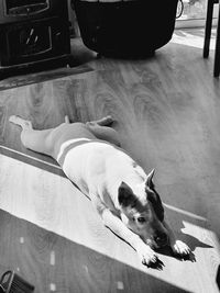 High angle view of dog resting on floor at home