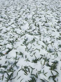 Full frame shot of snow covered landscape