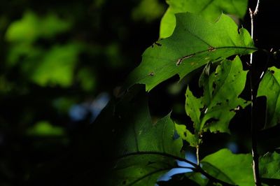 Close-up of green leaves