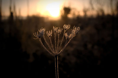 Close-up of flower against blurred background