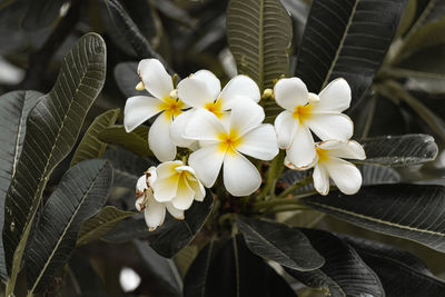 Close-up of white flowering plant