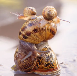 Close-up of snail