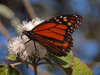 Close-up of butterfly pollinating on flower