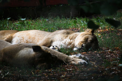 Two cats sleeping on field