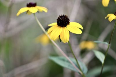 Close-up of yellow flowering plant