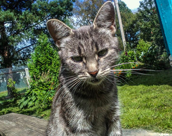 Close-up portrait of cat sitting against trees at park during sunny day