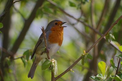 Bird perching on branch