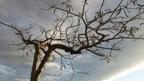 Low angle view of bare tree against sky