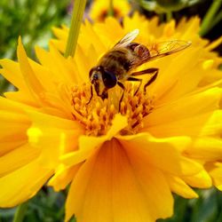 Close-up of bee on yellow flower