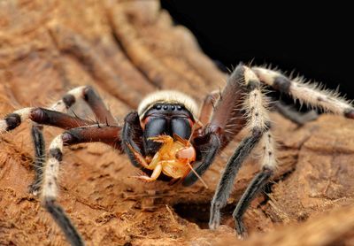 Close-up of spider eating prey