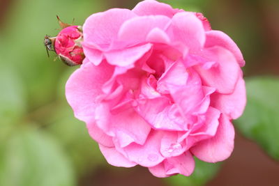 Close-up of pink rose