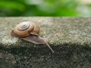 Close-up of snail