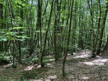 Trees growing in forest