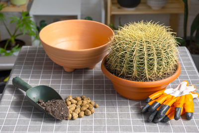 High angle view of potted plant