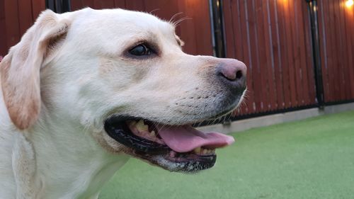 Close-up of dog looking away