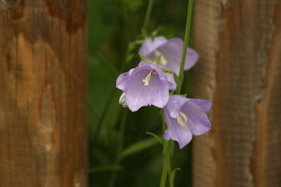 Close-up of purple flower