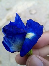 Close-up of hand holding flower