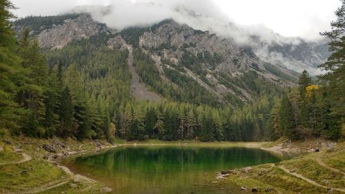 Scenic view of calm lake in forest