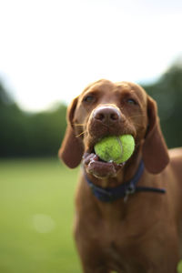 Close-up of dog carrying ball