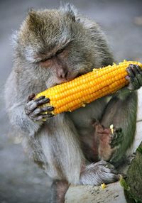Close-up of monkey eating corn